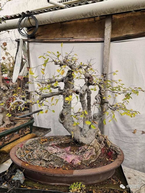 老驥伏櫪寫春秋